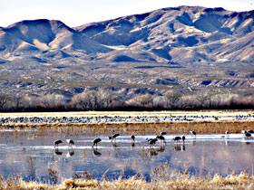 cranes
